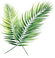 groen waterverf palm blad geïsoleerd foto