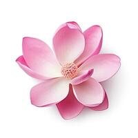 roze magnolia bloem geïsoleerd foto