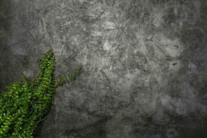 vers achtergrond groen fabriek fijnproever backdrop avondeten behang foto