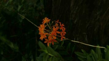 Saraca Asoca, asoka planten, meestal gebeld vlam van de hout foto