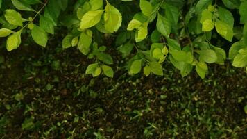 duranta erecta goud heuvel fabriek bladeren achtergrond. gouden dauwdruppel bladeren, sinyo nakal foto