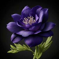 een mooi lavendel bloem Aan zwart achtergrond, top visie, ai generatief foto