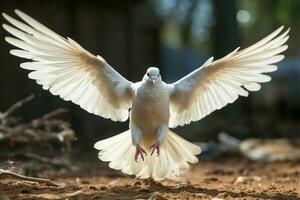 geïsoleerd Aan wit, een wit duif glijdt sierlijk met uitgestrekt Vleugels ai gegenereerd foto