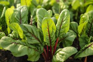 snijbiet groeit in een stedelijk tuin. tuin biet en salade bladeren dichtbij omhoog. generatief ai foto