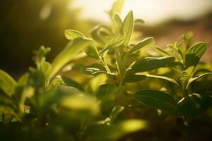 stevia rebaudiana, zoet blad suiker plaatsvervanger geïsoleerd Aan veld- achtergrond. neurale netwerk ai gegenereerd foto