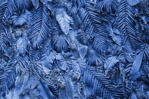 tropisch bladeren achtergrond, varen, palm en monstera deliciosa blad Aan muur. fantoom klassiek blauw kleur foto