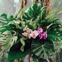 donker groen bladeren monstera of spleet blad philodendron licht en schaduw achtergrond. generatief ai foto