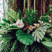 donker groen bladeren monstera of spleet blad philodendron licht en schaduw achtergrond. generatief ai foto