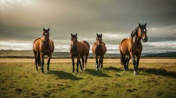 foto paard wandelen Aan nieuw Zeeland gras veld-