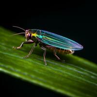 een klein Leafhopper neergestreken Aan een groen blad Aan zwart achtergrond generatief ai foto