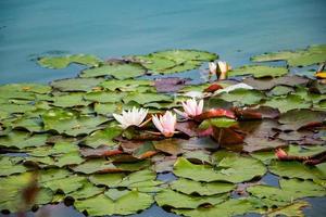 roze lotussen in helder water. mooie waterlelies in de vijver. Aziatische bloem - een symbool van ontspanning. foto
