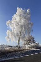 prachtig sprookjesachtig besneeuwd winterlandschap met blauwe lucht in centraal bohemen, tsjechië foto