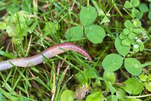 nuttige regenworm in de natuur foto