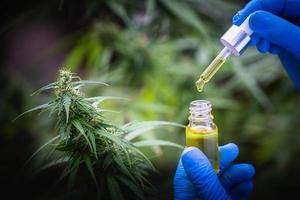 cbd hennepolie, hand met fles cannabisolie in pipet foto