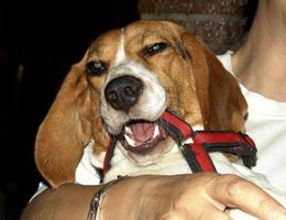 kleine beagle hond in arm, spanje