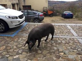 een zwartbenig varken dat door de stad mogarraz, provincie salamanca, castilla y leon, spanje loopt foto