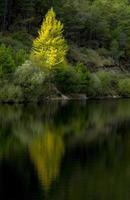 boom en zijn weerspiegeling in het water van het piedralaves-moeras, castilla y leon, spanje foto