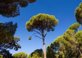 dennenboom in een bos met een blauwe lucht in de sierra de gredos, provincie avila, castilla y leon, spanje foto
