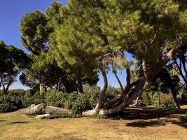 vreemde dennenboom in madrid, spanje foto