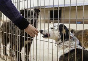 liefde geven aan verlaten honden in een kennel