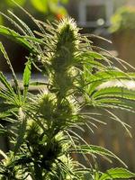 cannabisteelt op een terras in madrid foto