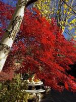 herfstsymbool in de tuin foto