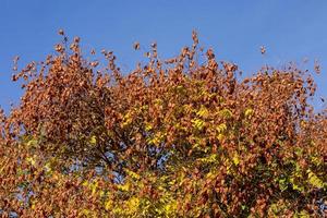 bomen in de kleuren van de herfst