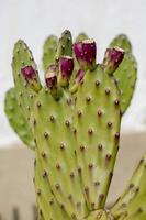 cactus in detail, portugal foto