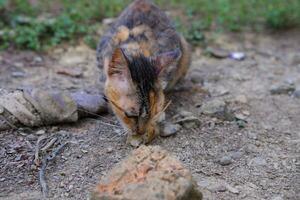 een wild dorp kat is aan het eten foto