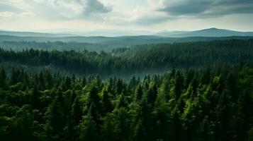 overhead zonovergoten Woud landschap - gegenereerd ai vastleggen foto