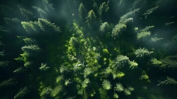 vogel oog Woud visie in daglicht - gegenereerd ai tafereel foto