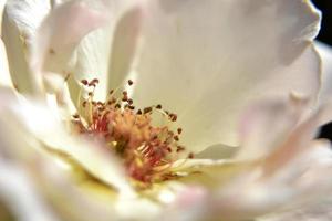 wilde schoonheidsbloem met nectar bloeiend op het platteland van het veld foto
