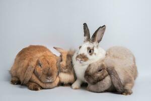 een groep harige en pluizige schattige roodbruine konijnen rechtopstaande oren zitten kijken in de camera, geïsoleerd op een witte achtergrond. concept van knaagdier huisdier en Pasen. foto