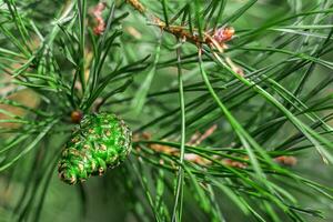 groen klein ijshoorntje Aan een pijnboom Afdeling detailopname. beeld met ruimte voor tekst. mooi ontwerp ansichtkaart. foto