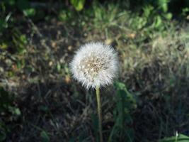 bloeiende bloem paardebloem met bladeren, levende natuurlijke natuur foto