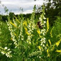 gevleugelde bij vliegt langzaam naar de plant, verzamelt nectar voor honing op privé bijenstal