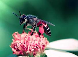 close-up bijen op bloem foto