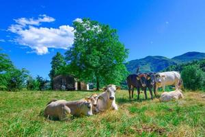 kudde koeien grazen op de bergamo pre-alpen in italië foto