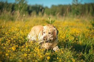 labrador draagt een stok naar de eigenaar door een veld- van bloemen foto