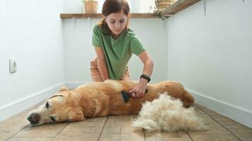 meisje kammen de haar- van haar labrador hond. probleem voorjaar rui huisdier. foto