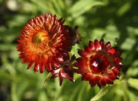 rood en geel bloemen Aan een achtergrond van groen gebladerte. helichrysum oosters. mooi helder bloemen en achtergrond vervagen. foto