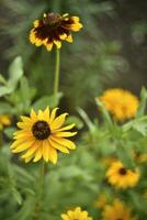 Rudbeckia laciniata. geel rood bloemen Aan een groen struik. zomer tuin. foto