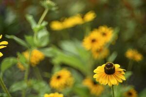 Rudbeckia laciniata. geel rood bloemen Aan een groen struik. zomer tuin. foto