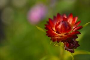 rood immortelle bloem Aan een groen achtergrond. helichrysum molen. foto