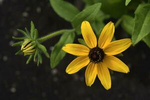 Rudbeckia laciniata. geel rood bloemen Aan een groen struik. zomer tuin. foto