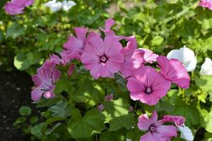 roze toilet bloemen in een zomer groen tuin. lavatera trimestris. foto