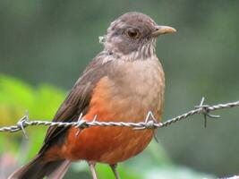 sabia laranjeira nome wetenschappelijk turdus rufiventris nome em ingles roodbuik lijster foto