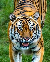 foto detailopname landschap schot van een Bengalen tijger met groen gras