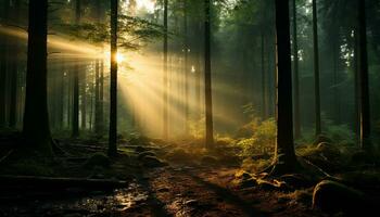 mysterieus mist dekens rustig Woud, onthullend natuur betoverend schoonheid gegenereerd door ai foto