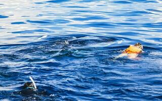 Cancun quintana roo Mexico 2022 reusachtig walvis haai zwemt Aan de water oppervlakte Cancun Mexico. foto